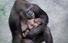 Baby Gorilla Draws Visitors To Chicago's Brookfield Zoo