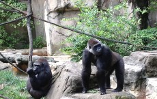 Female and male gorilla Cincinnati zoo