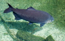 Pacu Fish