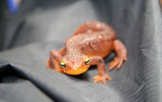 California newt