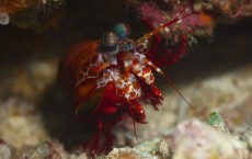 Mantis Shrimp