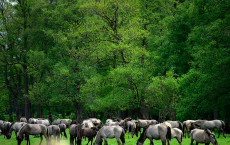 Wild Stallions Captured In Annual Corral