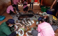 Wildlife Officials Raid Controversial Tiger Temple In Thailand