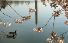 Cherry Blossoms Begin To Bloom In Washington, DC