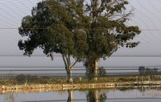 Migratory Cormorants Find Winter Refuge In Israel 