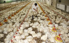 Over 6000 Chickens Die In Hot Weather During Blackout In Shaanxi 