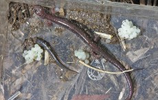 Salamander and her eggs