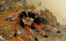 Tarantula