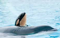 Killer Whale Kasatka Gives Birth At SeaWorld San Diego 