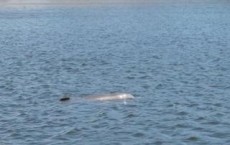 Sick Dolphin in Florida