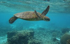 Scenes Of Lady Elliot Barrier Reef Eco Island 