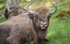 European Bison Project Seeks A Return To The Wild