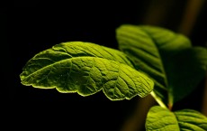 Bios Incube Turns Departed Loved One’s Ashes Into Trees