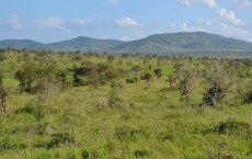 Acacia savanna, Taita Hills Wildlife Sanctuary, Kenya.