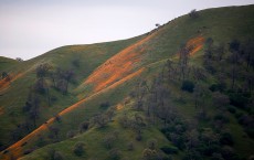 Rare 'Super Bloom' Of Wildflowers Occurs In California Desert After Heavy Rain Falls 