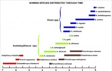 Hominin Evolution 