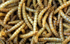 Cheddar Cheese Worms