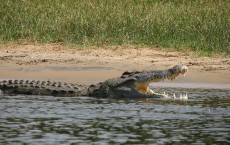 Crocodilians Have a Highly Armored and Sensitive Skin