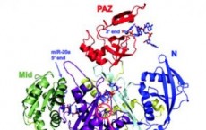 Structure of Human Argonaute-2 in Complex with miR-20a