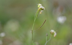 Arabidopsis