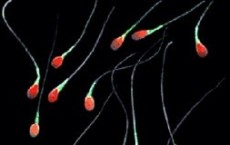 New Promising Treatment Identified to Treat Male Infertility