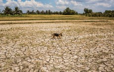 El Nino Dry Spell Plagues Vietnam's Mekong Delta 