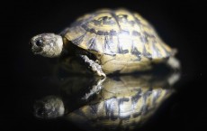 Specimens In The Metropolitan Police's Illegal Trade In Endangered Species Exhibition