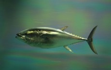 Pacific Bluefin Tuna