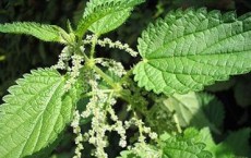 Stinging Nettle