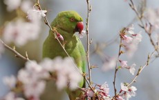 Spring Emerges In London