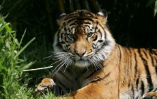 Tiger Kills Man At San Francisco Zoo