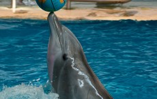 Dolphin