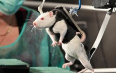 Paralyzed Rat Walking