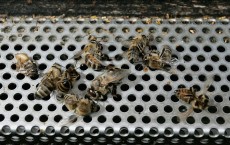 German Bee Deaths Blamed on Pesticide Use By Farmers 