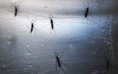 Brazil Continues Battle Against Zika Virus Ahead Of Olympic Games