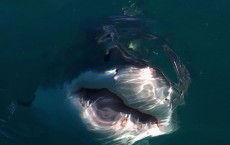 Great White Sharks in South Africa