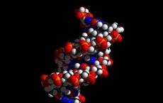 DNA Double Helix