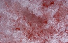 Watermelon Snow