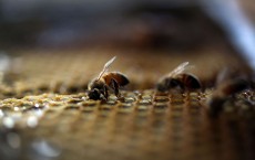 Obama Administration Announces New Measures To Protect Bee Populations