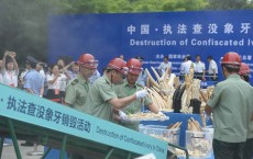 China Destroys Over 662 Kilograms Of Ivory In Beijing