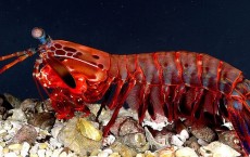 Mantis Shrimp