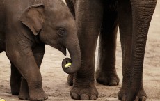 Australia's First Elephant Calf Celebrates First Birthday