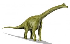 Brachiosaurus