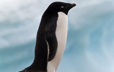 Adelie Penguin