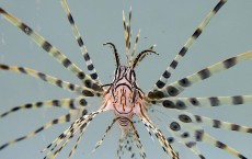 Lionfish At Artisanal Foods 