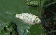 Blue-green Algae Blooms At Dianchi Lake In Kunming