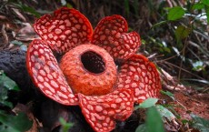 Rafflesia cantleyi