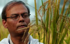 Bio Tech Lab Produces GM Rice In The Philippines