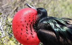 Great Frigate Bird