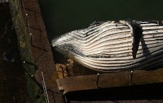 Hump Back Whale Washes Up On Northern Beaches